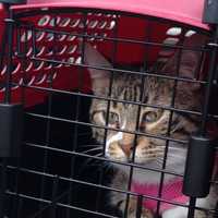 tabby cat staring out metal grate door of hard cat carrier